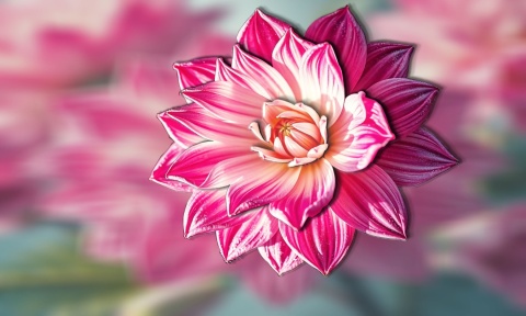 Czerwona dalia” na rozmytym tle. Fototapeta 3D na wymiar