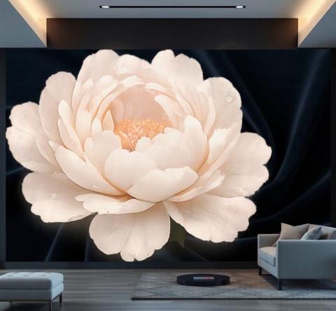 Piwonia na granatowym aksamitnym tle