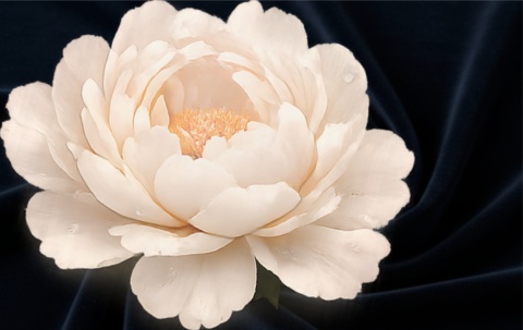 Wielka piwonia na granatowym aksamitnym tle - podgląd