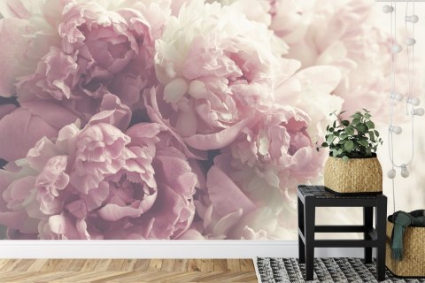 Fototapeta Kwitnące Peonie