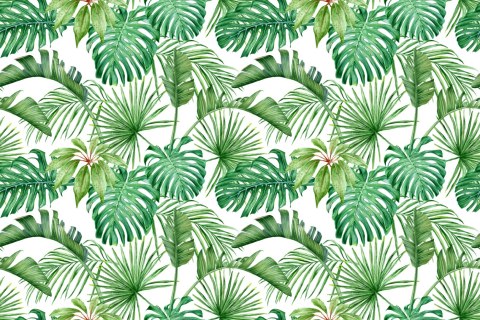 Fototapeta Liście Monstera