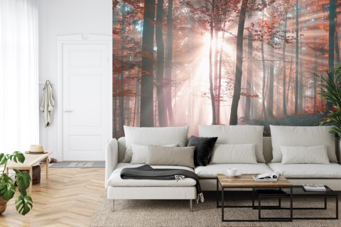 Fototapeta Las Barwy Jesieni
