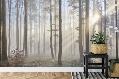 Fototapeta Las We Mgle