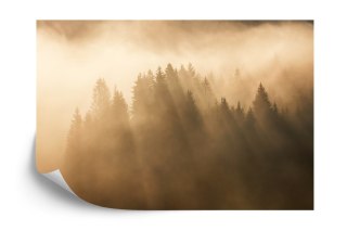 Fototapeta Las We Mgle