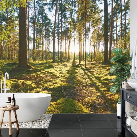 Fototapeta Las Zachód Słońca