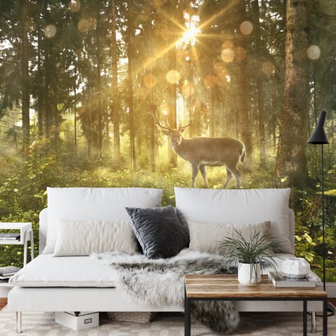 Fototapeta Jeleń O Poranku W Lesie