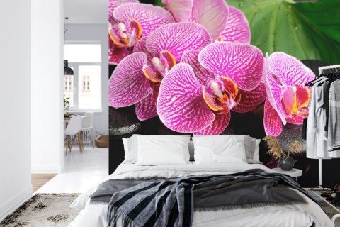 Fototapeta Orchidea Spa