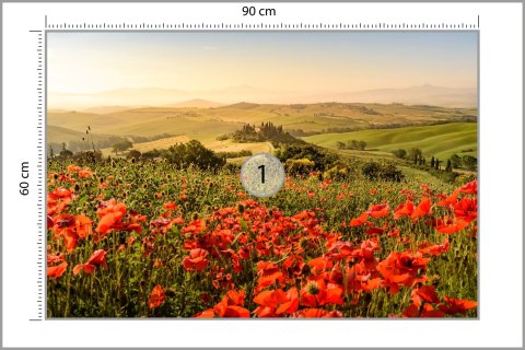 Fototapeta Pole Maków