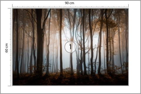 Fototapeta Las Drzewa
