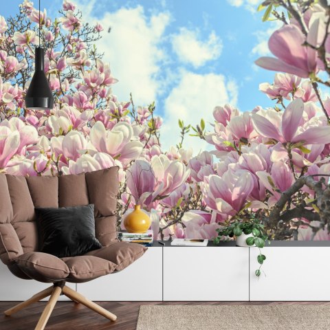 Fototapeta Kolorowa Kwitnąca Magnolia