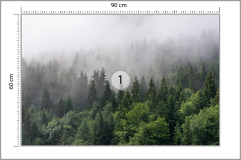 Fototapeta Drzewa We Mgle